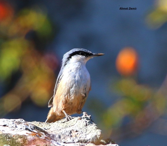 Eurasian Nuthatch — Ana fotoğraf